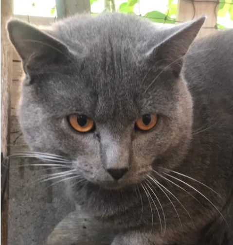 Rocco des Gardins Or Bleu