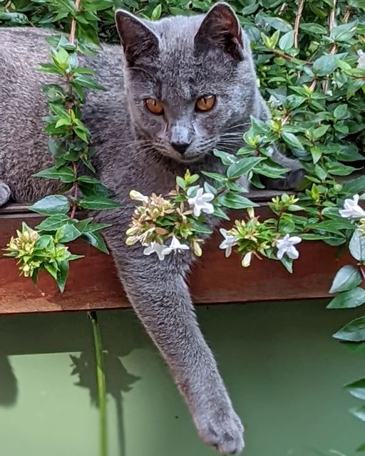 Gatto Certosino