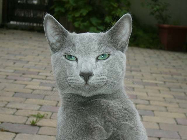 Portrait de Bleu russe