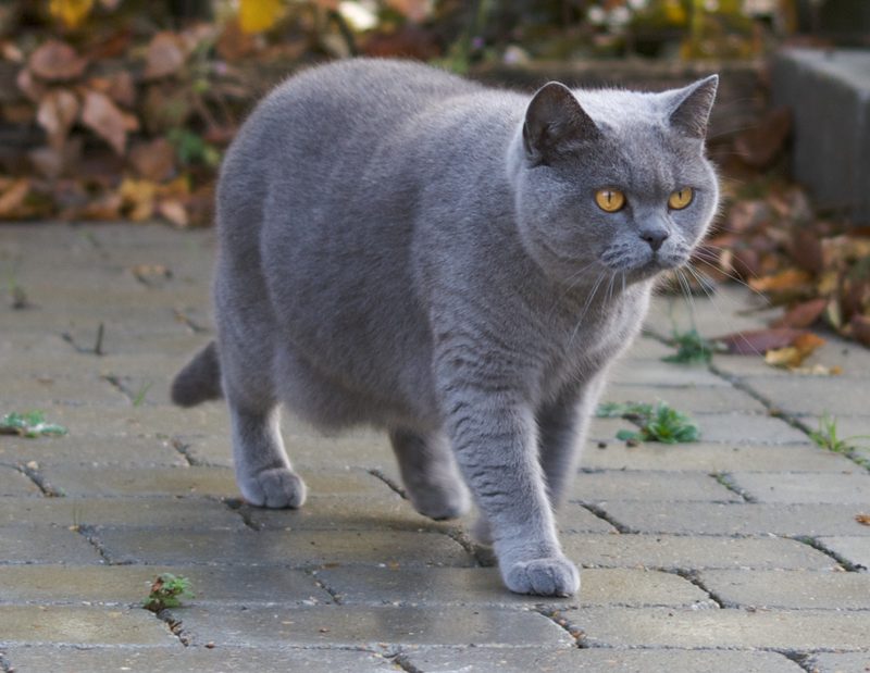British Shorthair bleu en marche