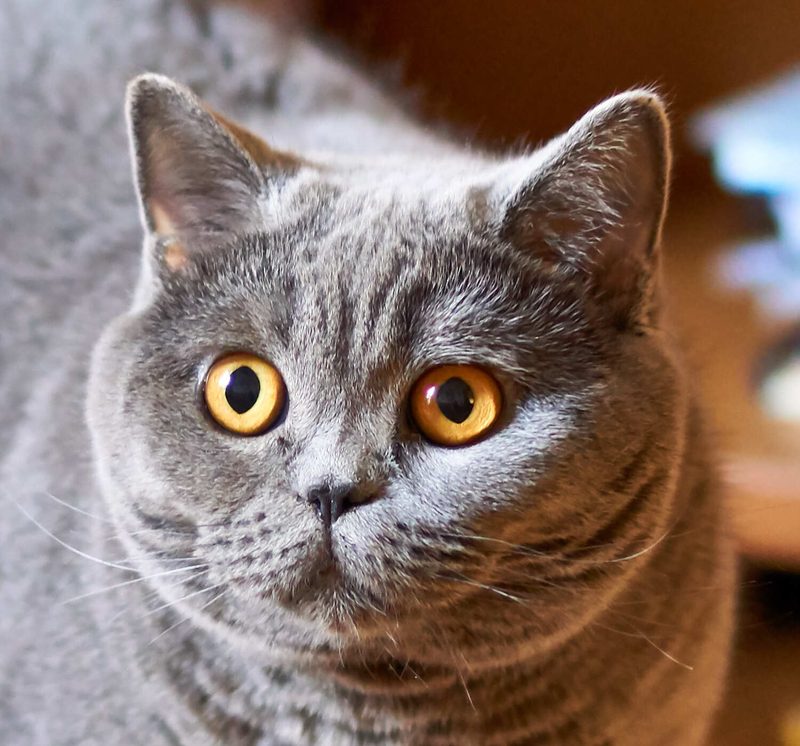 Portrait de British Shorthair bleu