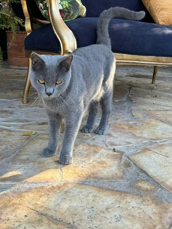 Chartreux debout