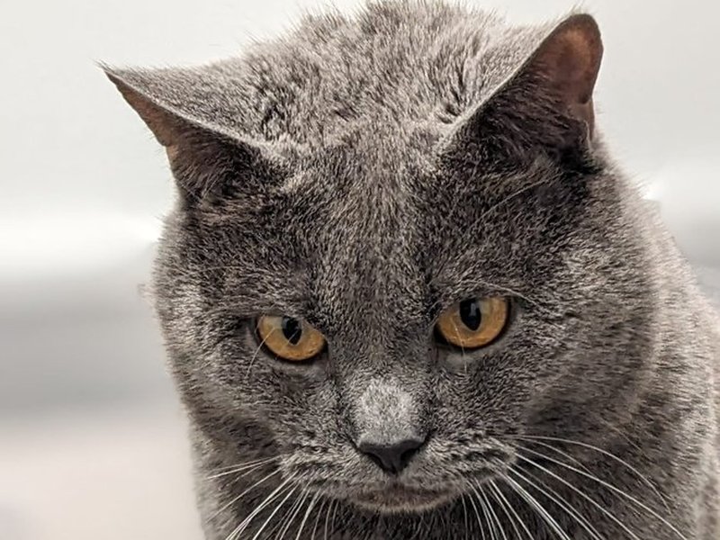 Portrait de Chartreux