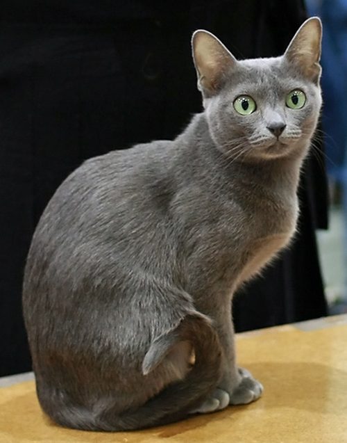 Korat assis