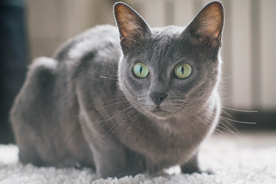 Portrait de Korat