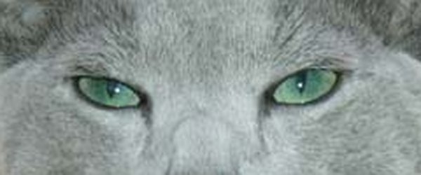 Yeux de Bleu russe