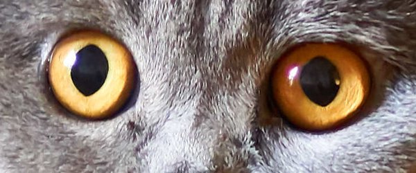 Yeux de British Shorthair bleu