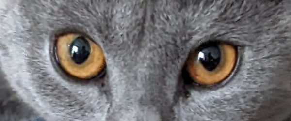 Yeux de Chartreux