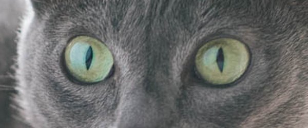 Yeux de Korat